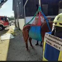 pferd20233.jpg