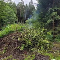 wald03.jpg